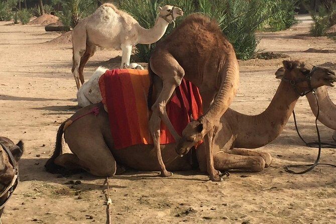 Camel and Quad in Marrakech - Authentic Experiences & Authentic Reviews