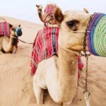 Camel Farm Visit - Dubai UAE - What to Expect from the Itinerary