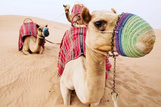 Camel Farm Visit - Dubai UAE - What to Expect from the Itinerary