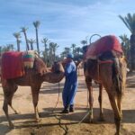 Camel ride at sunset in Marrakech palm grove - The Sum Up