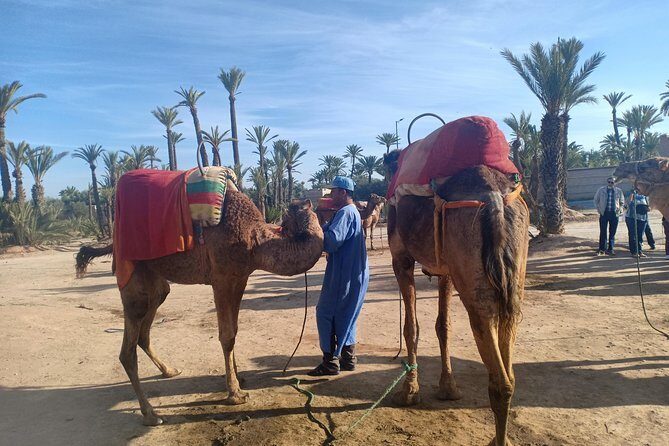 Camel ride at sunset in Marrakech palm grove - The Sum Up