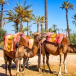 Camel Ride in Marrakesh's Palm Grove - Key Points