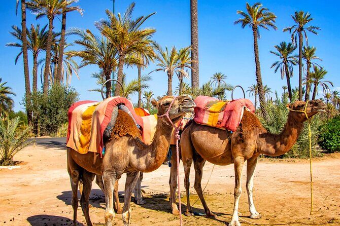 Camel Ride in Marrakesh's Palm Grove - Key Points