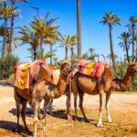 Camel Ride in the Palm Grove of Marrakech - How the Itinerary Unfolds