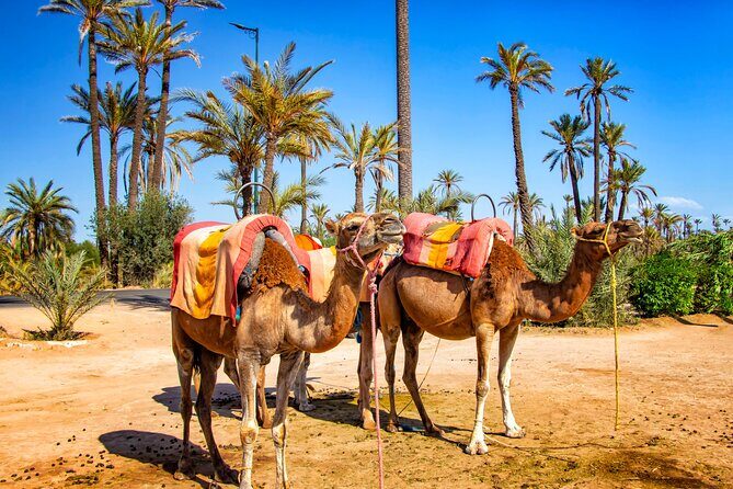 Camel Ride in the Palm Grove of Marrakech - How the Itinerary Unfolds