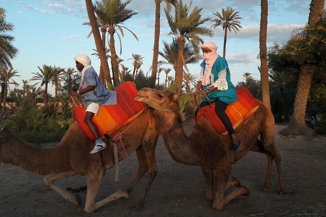 Camel Ride in the Palm Grove - An In-Depth Look at the Camel Ride Experience