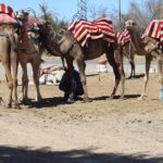 Camel Ride in the Palmeraie of Marrakech - What Travelers Love Most