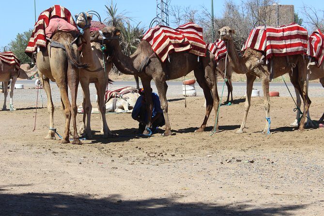 Camel Ride in the Palmeraie of Marrakech - What Travelers Love Most