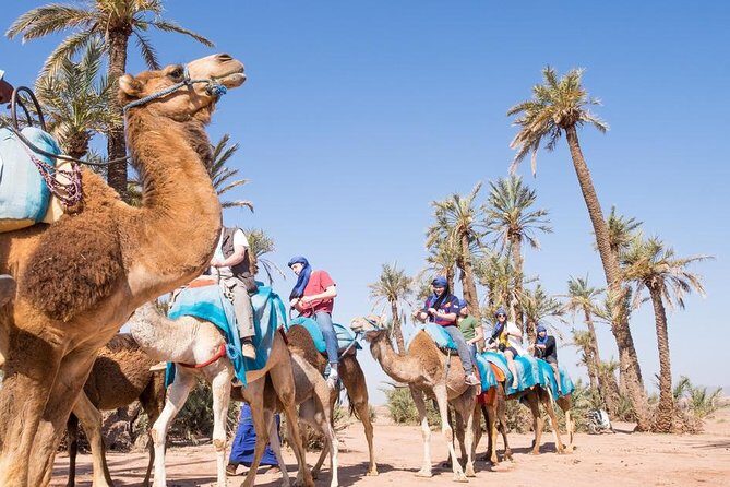 Camel Ride Near To Marrakech - FAQ