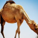 Camel Ride Safari in Red Dunes - What Makes This Tour Stand Out?