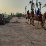 Camel Ride Through Marrakech's Palm Grove - What to Expect from the Camel Ride