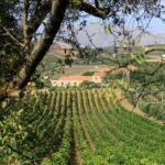 Camporeale: Sallier de La Tour Wine Discovery Tour - Who Should Consider This Tour?