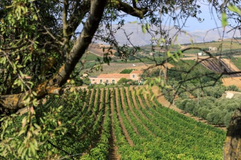 Camporeale: Sallier de La Tour Wine Discovery Tour - Who Should Consider This Tour?