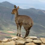 Cango Caves,Swartberg Pass,Prince Albert & Meiringspoort Daytrip - Authentic Insights from Reviewers