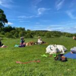 Canterbury: Yoga with Goats and Sheep - The Experience Itself: What You Can Expect
