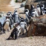 Cape Agulhas Full Day Private Tour - Practical Tips for Making the Most of Your Day