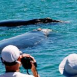 Cape Agulhas Full Day Private Tour from Cape Town - What’s Included and What to Keep in Mind