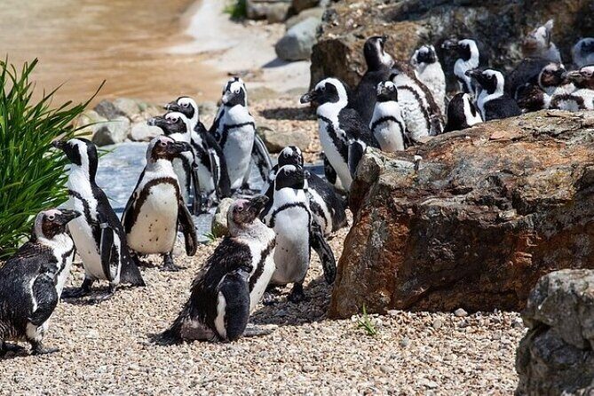 Cape Agulhas Full Day Private Tour - Practical Tips for Making the Most of Your Day