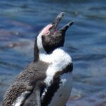 Cape Agulhas | Stony Point Nature Reserve - What You Get Beyond the Sightseeing