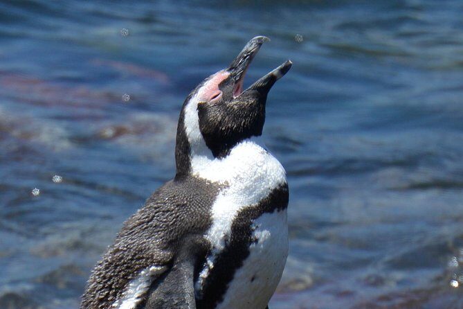 Cape Agulhas | Stony Point Nature Reserve - What You Get Beyond the Sightseeing