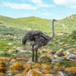 Cape of Good Hope and Boulders Beach Group Tour in Cape Town - Who Should Book This Tour?