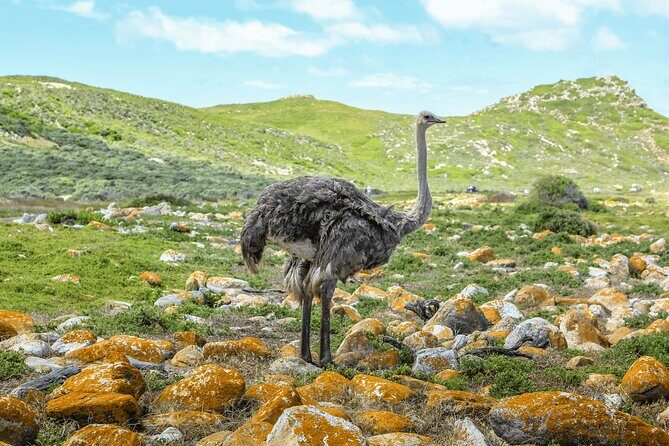 Cape of Good Hope and Boulders Beach Group Tour in Cape Town - Who Should Book This Tour?