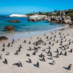 Cape of Good Hope and Penguin Beach Tour in Cape Town - How Does It All Add Up?