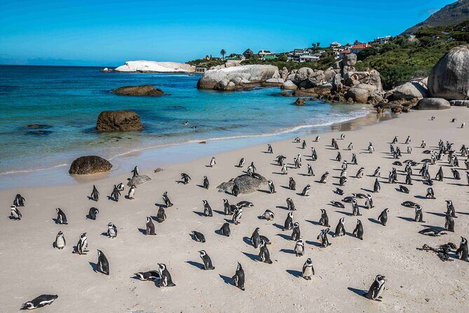 Cape of Good Hope and Penguin Beach Tour in Cape Town - How Does It All Add Up?
