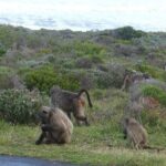 Cape of Good Hope and Penguins Full Day Tour from Cape Town - Potential Drawbacks