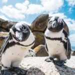 Cape of Good Hope and Penguins Full-Day Tour from Cape Town - Transport, Group Size, and Practicalities
