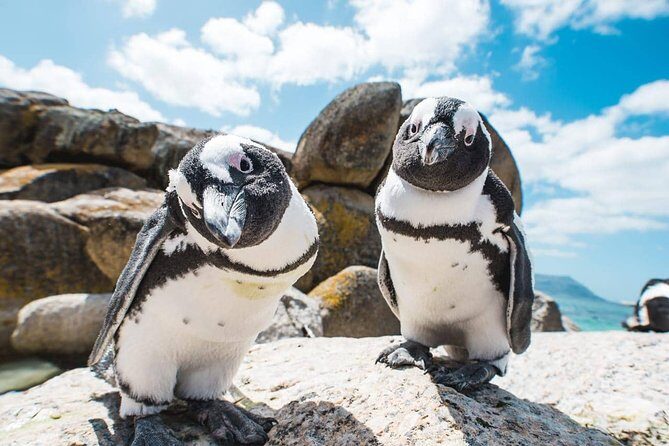 Cape of Good Hope and Penguins Full-Day Tour from Cape Town - Transport, Group Size, and Practicalities
