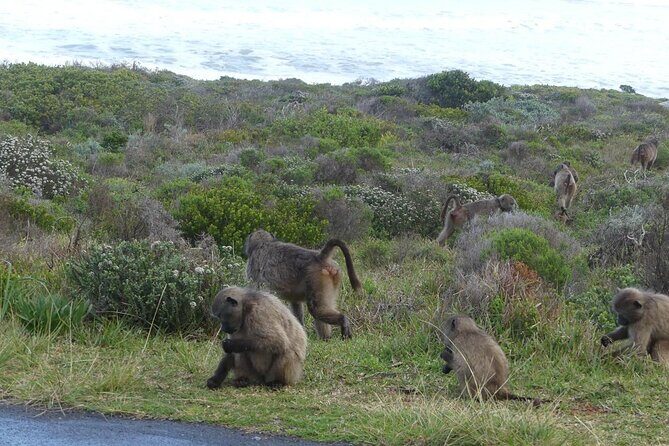 Cape of Good Hope and Penguins Full Day Tour from Cape Town - Potential Drawbacks