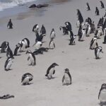 Cape of Good Hope and Penguins - Small Group - Full day - Authentic Insights from Reviews