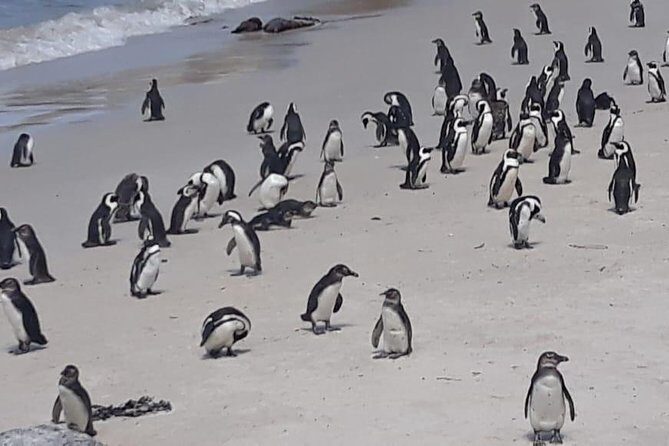 Cape of Good Hope and Penguins - Small Group - Full day - Authentic Insights from Reviews