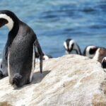 Cape Of Good Hope and Table Mountain Day Trip from Cape Town parks fees include - Detailed Breakdown of the Itinerary