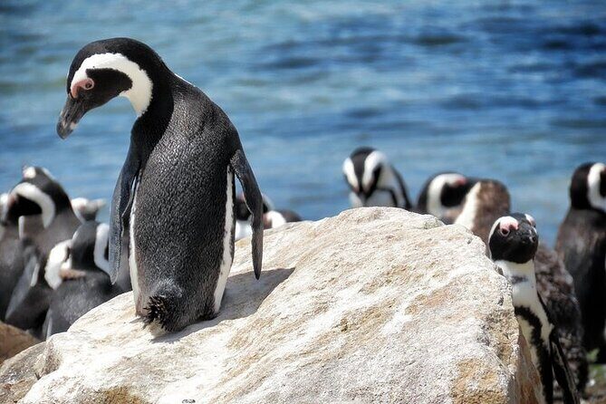 Cape Of Good Hope and Table Mountain Day Trip from Cape Town parks fees include - Detailed Breakdown of the Itinerary