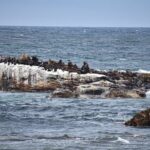 Cape of Good Hope & Boulder Penguins Full-Day Tour from Cape Town - Why This Tour Offers Great Value