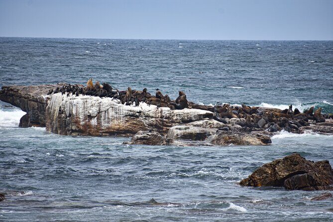 Cape of Good Hope & Boulder Penguins Full-Day Tour from Cape Town - Why This Tour Offers Great Value