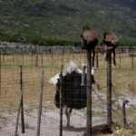 Cape of Good Hope, Cape Point & Penguins Private Afternoon Tour - Who Would Love This Tour