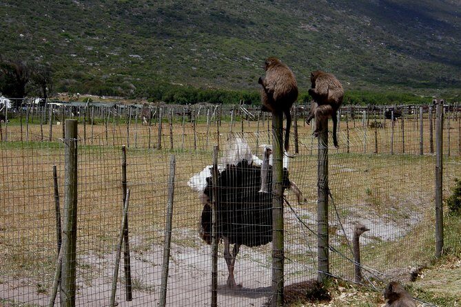 Cape of Good Hope, Cape Point & Penguins Private Afternoon Tour - Who Would Love This Tour