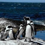 Cape of Good Hope, Cape Point & Penguins Private Morning Tour - FAQ