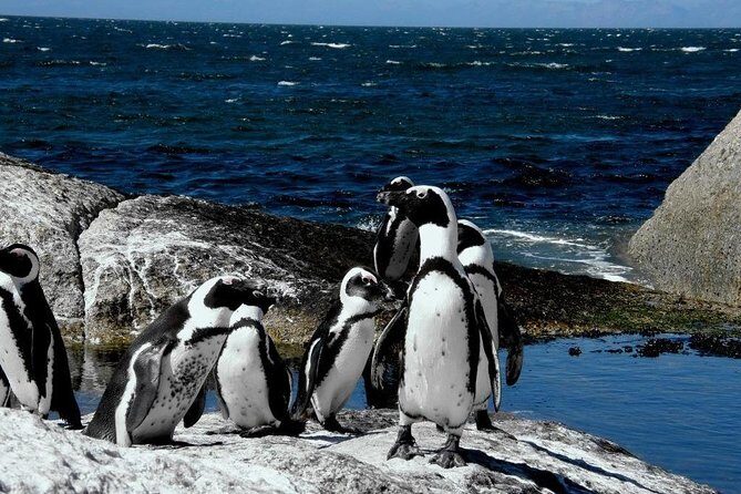 Cape of Good Hope, Cape Point & Penguins Private Morning Tour - FAQ