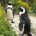 Cape of Good Hope, Penguins and Sightseeing tour - Authentic Experiences and Review Highlights