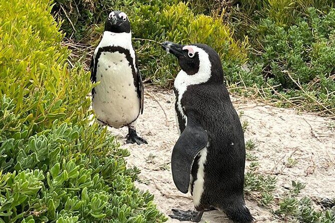 Cape of Good Hope, Penguins and Sightseeing tour - Authentic Experiences and Review Highlights