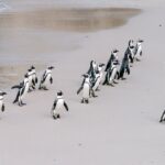 Cape Peninsula Cycle Tour - FAQ: Your Questions Answered