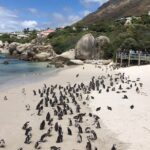 Cape Peninsula E-bike Cycle with Vehicle - Private Tour - Detailed Breakdown of the Tour