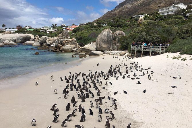 Cape Peninsula E-bike Cycle with Vehicle - Private Tour - Detailed Breakdown of the Tour
