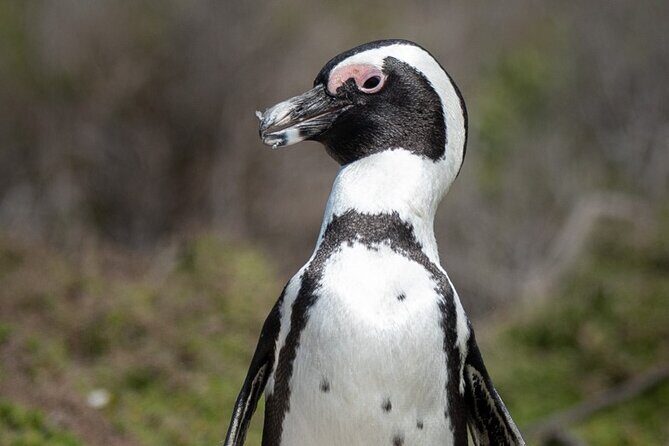 Cape Peninsula & Penguins Private Day Tour, Entrances Included. - Exploring the Itinerary in Detail