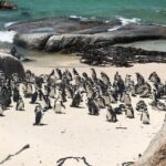 Cape Peninsula Private Tour - The Practicalities and What They Mean for You