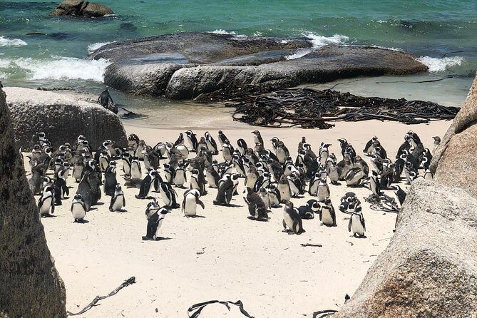 Cape Peninsula Private Tour - The Practicalities and What They Mean for You